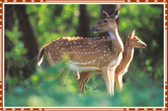 Bandipur National Park Mysore