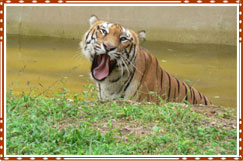Bandipur Tiger Reserve Mysore