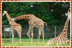 Mysore Zoo