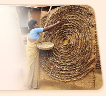 Plucking Silk Worms