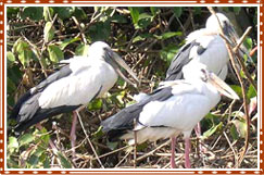 Ranganathittu Bird Sanctuary Mysore