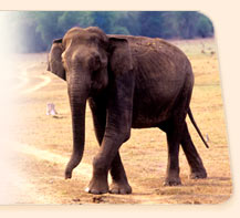 Wildlife in Mysore